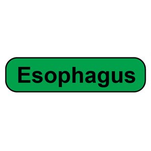 Label: Esophagus