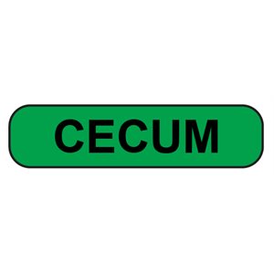 Label: Cecum